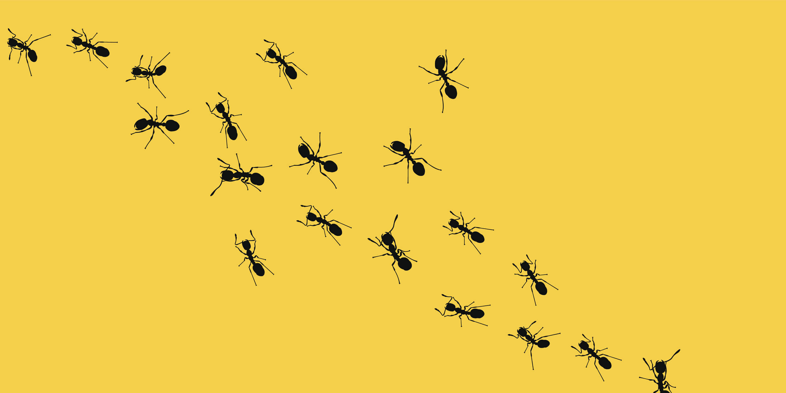 Ants Are Not Pants – Success in a Process Free World