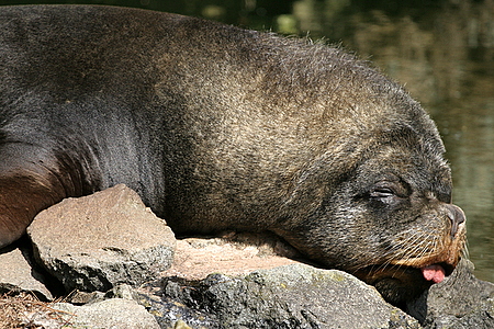 Patagonian Sea Lion