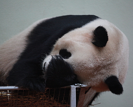 Sleeping Male Giant Panda