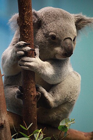 Koala at Edinburgh Zoo