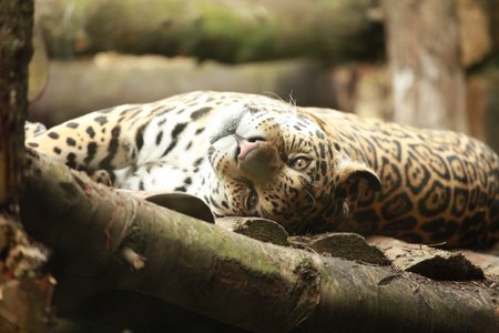Jaguar Lying