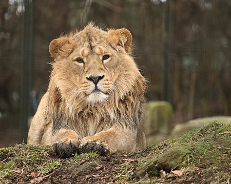 Asiatic Lion Shot Through a Fence