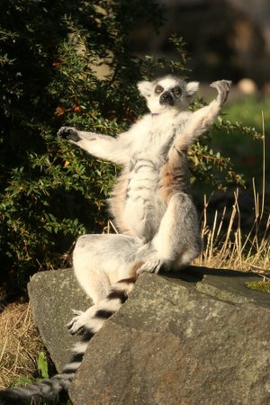 Ring-Tailed Lemur Sunbathing