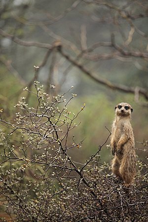 Meerkat Looking