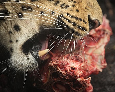 Amur Leopard Eating