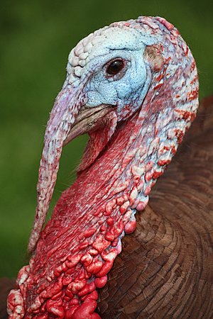 Weird Turkey