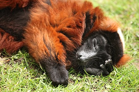 Sleeping Red Ruffed Lemur
