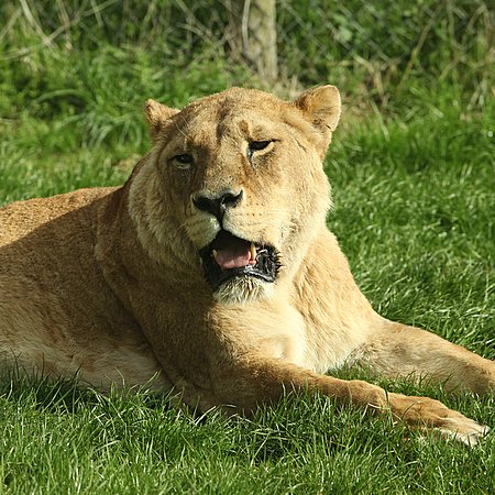 Lion Resting