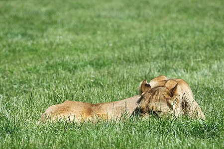 Lion Lying