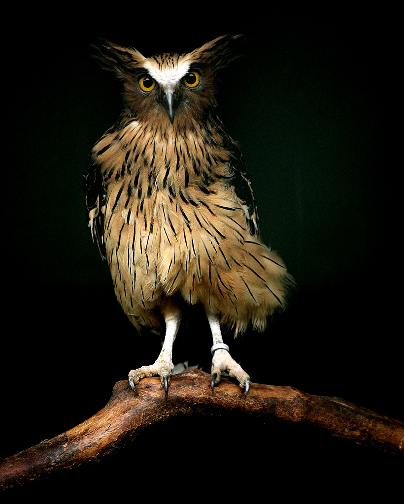 Malay Fish Owl