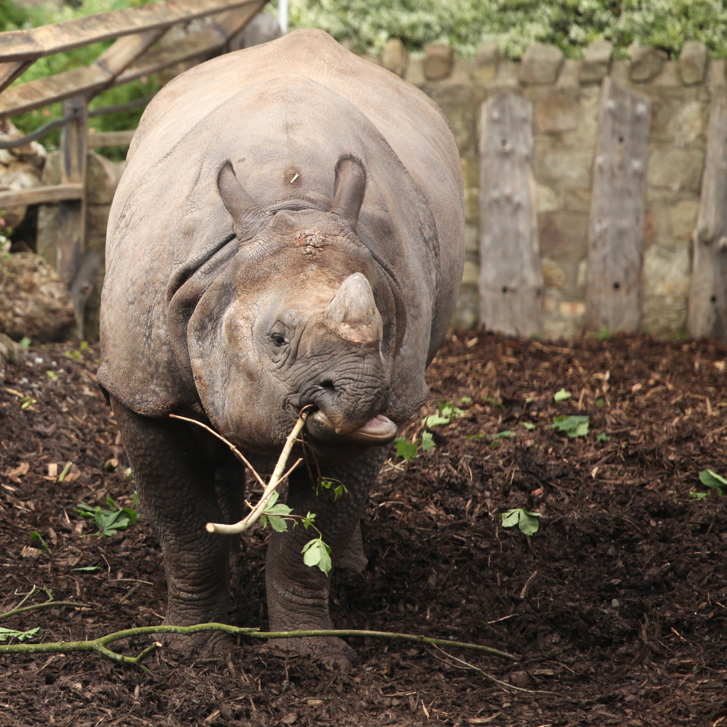 Rhino Chewing
